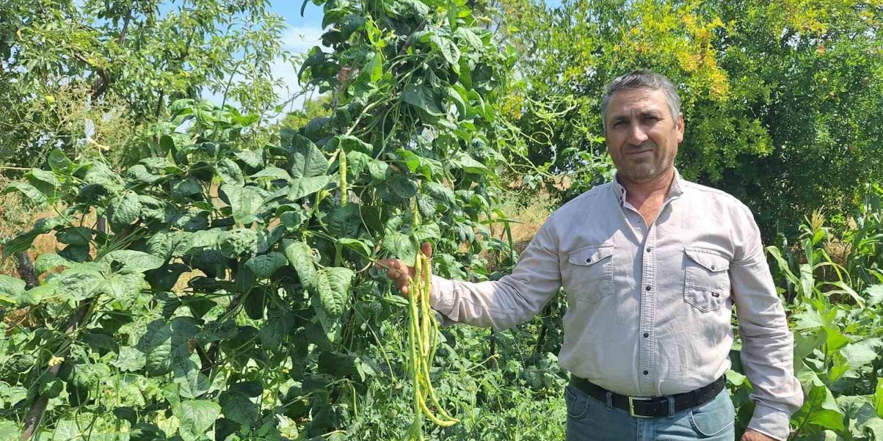 Börülce üreticisinin yüzü gülüyor