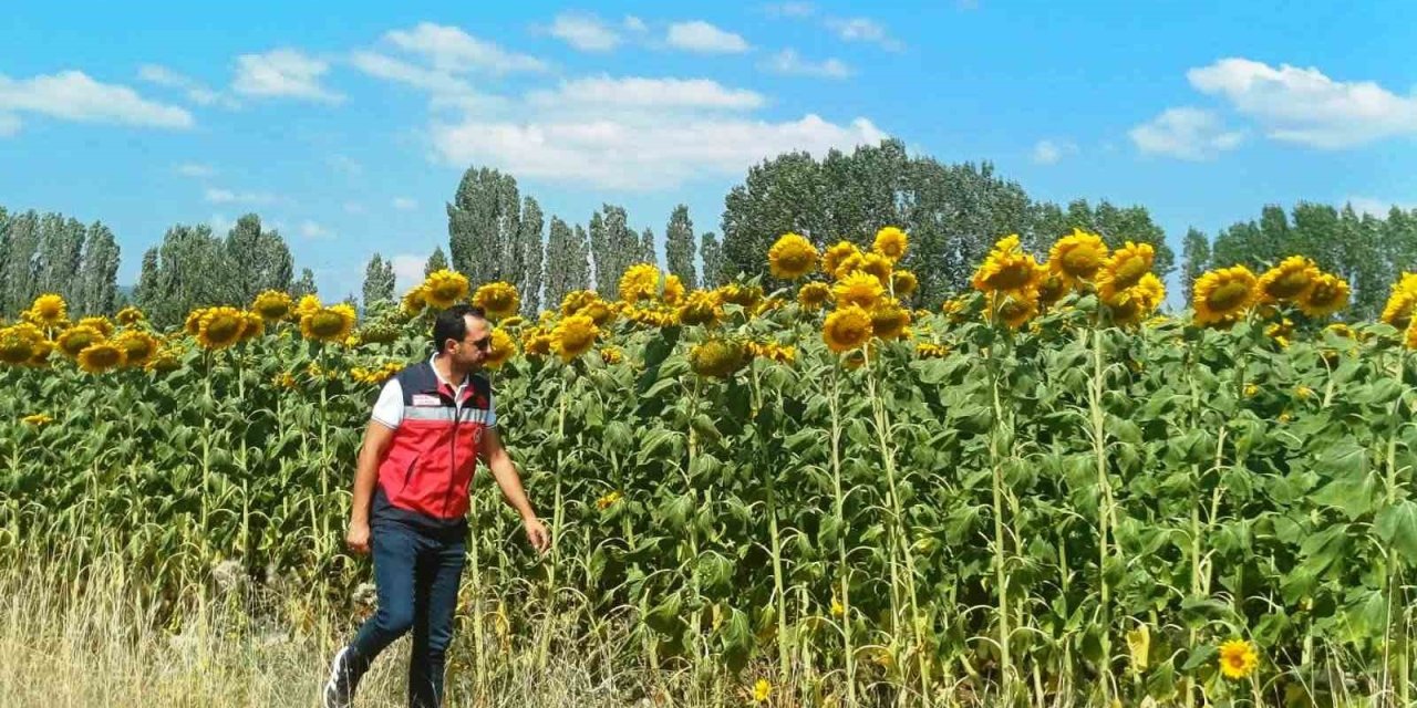 Çavdarhisar’da çerezlik ayçiçeği projesinde arazi kontrolleri