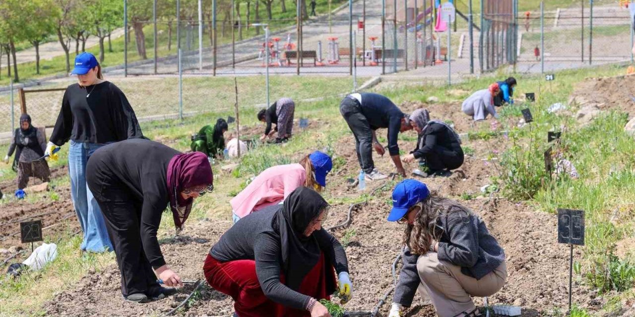 Toprakta hayat, sofrada bereket: Mahalle Bostanları’nda yaz hasadı