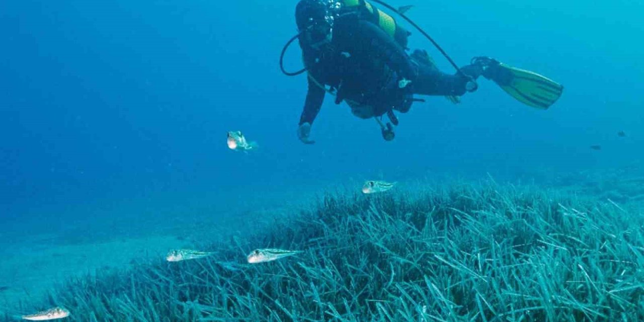 Türkiye’nin ilk Deniz Milli Parkı Fethiye-Kaş ve Kuzey Ege sınırlarında