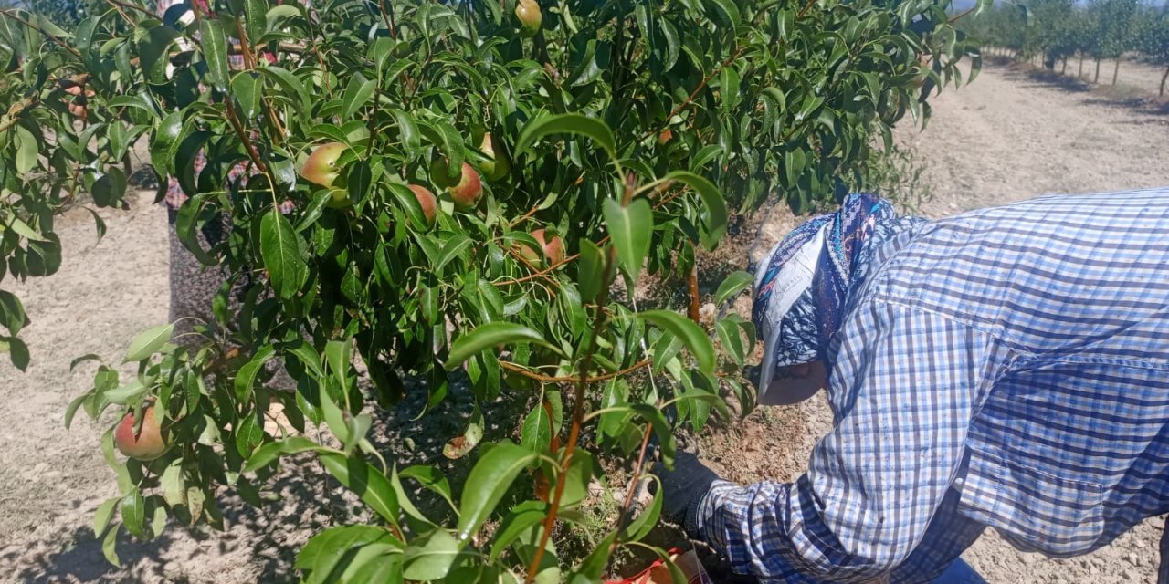Çivrilli kadınlar meyve bahçelerinde geleceği şekillendiriyor