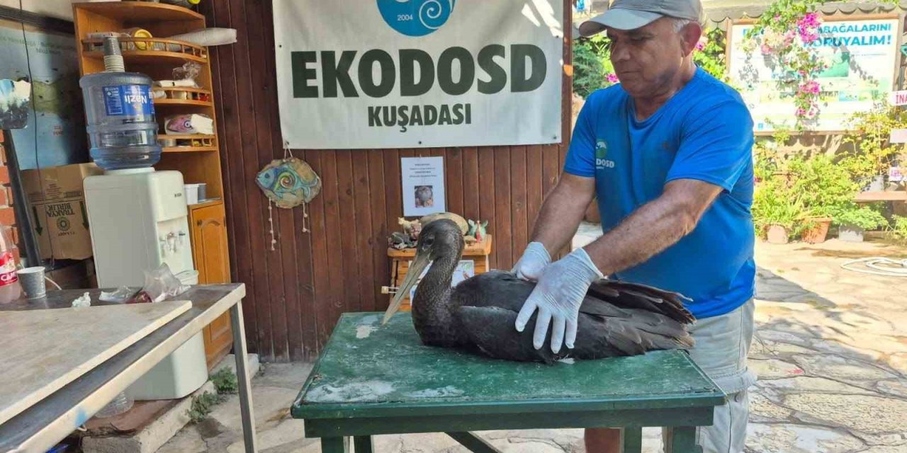 Nadir görülen karaleylek Sazlı’da yaralı halde bulundu