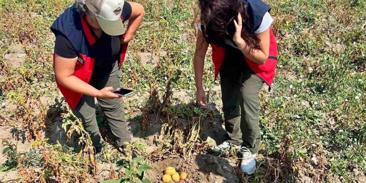 Patates üretiminde verimin arttırılması için kontroller sürüyor