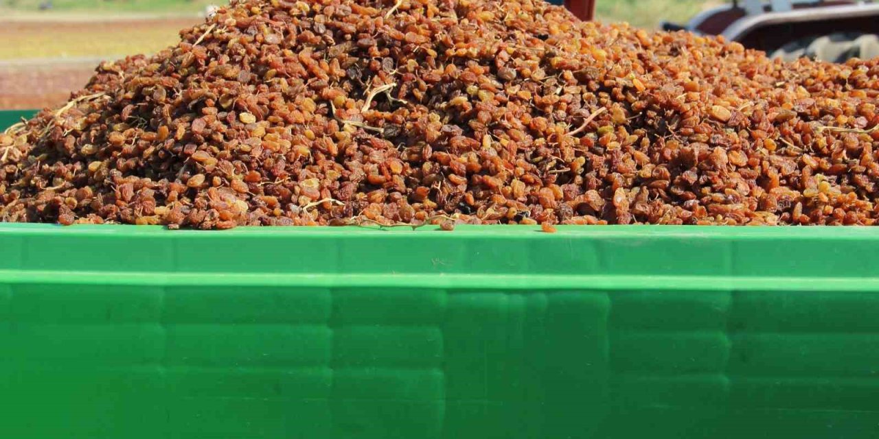 Organik kuru üzüm üreticisinin hasat yükü ’Box’ ile hafifledi