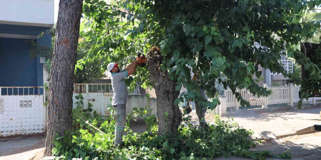 Nazilli’de yeşil alanlarda sonbahar hazırlığı