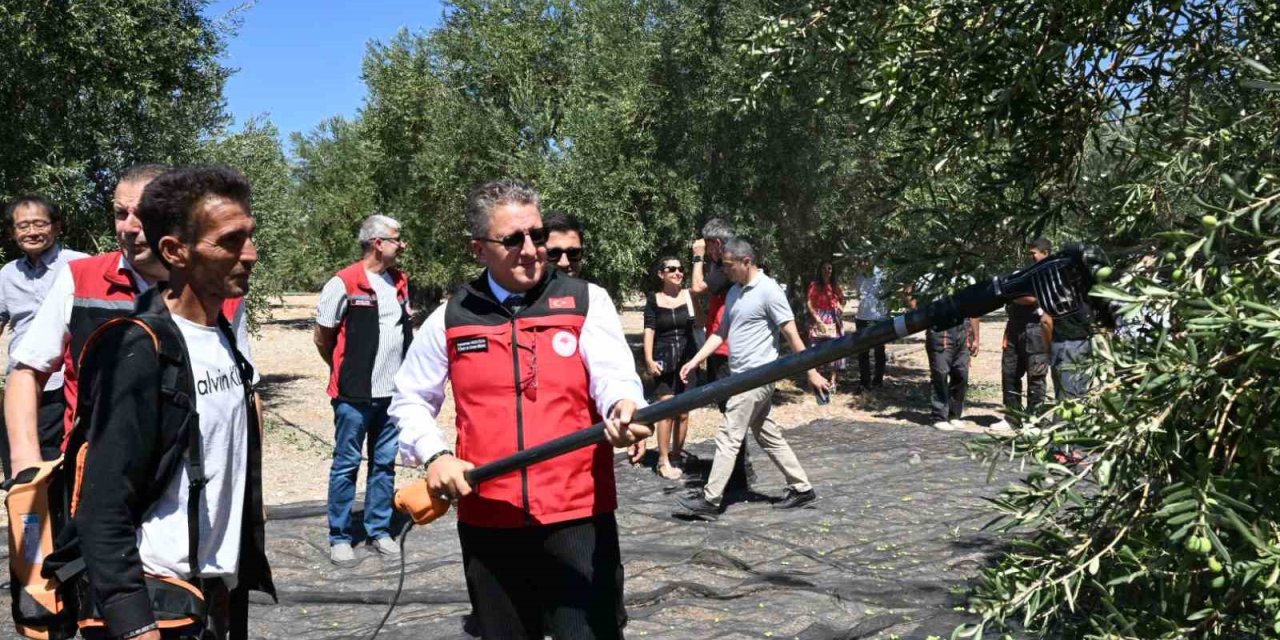 Dikili’de sezonun ilk zeytin hasadı başladı