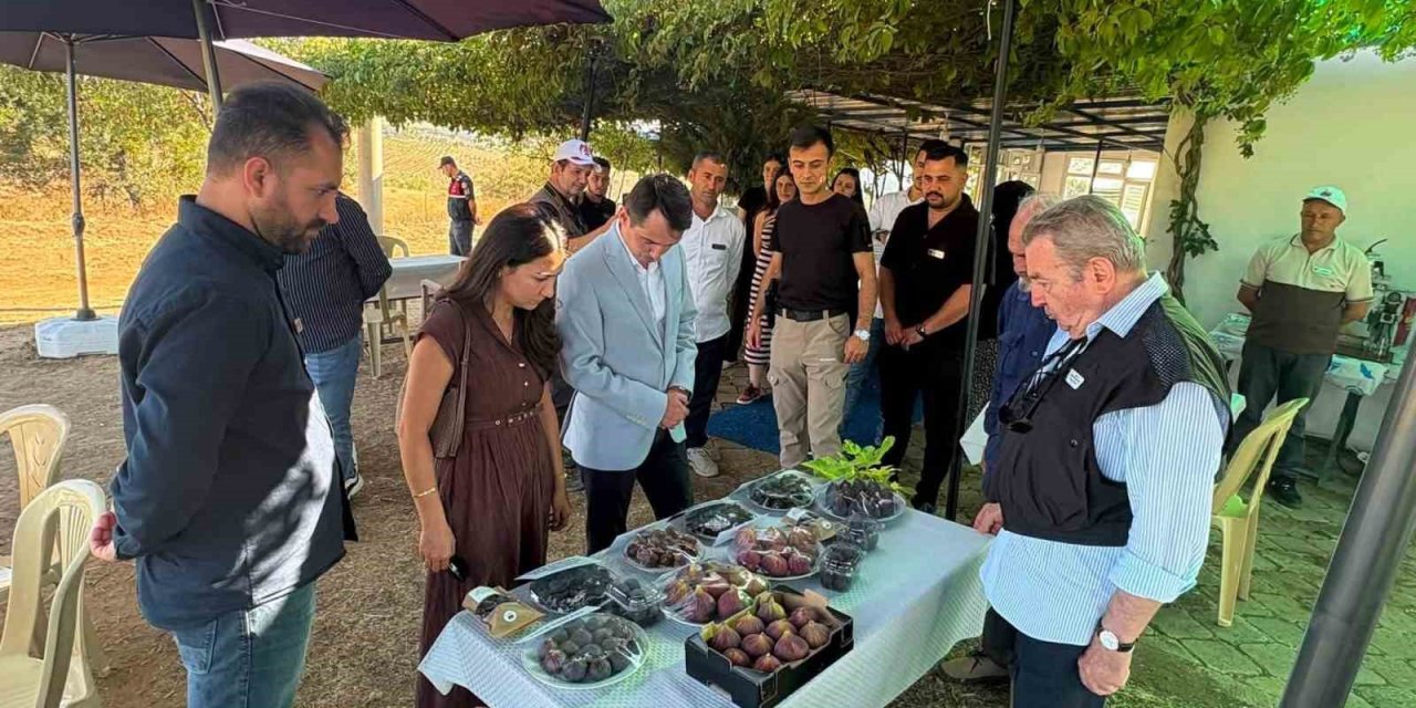 Gördes’te incir üretimi için umut veren çalışma