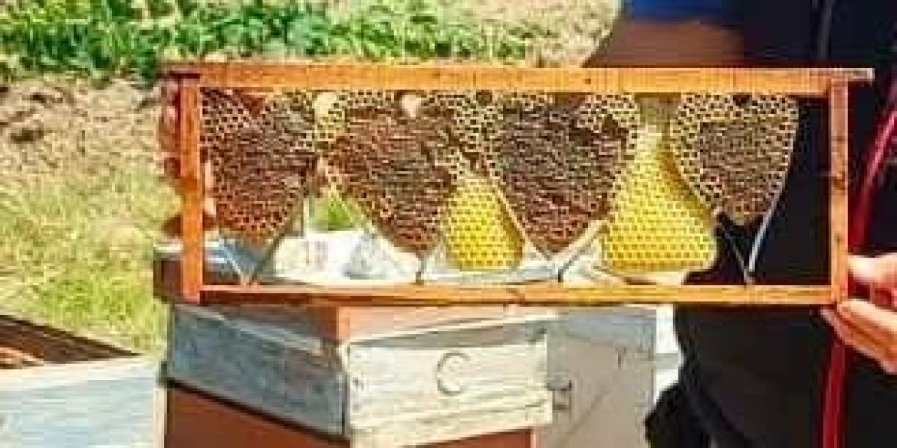 Kovan denetiminde bulunan kalp şeklindeki petek görenleri şaşırttı