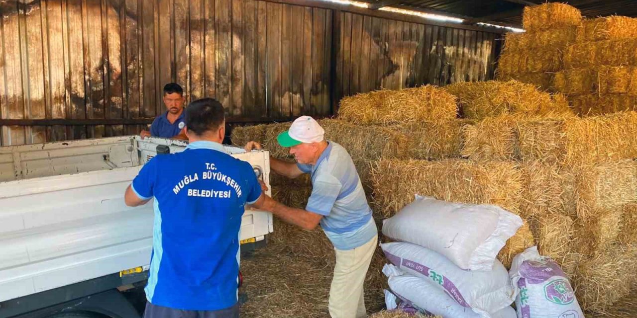 Yangın mağduru üreticiye büyükşehirden yem desteği