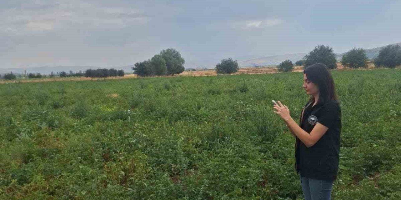Şuhut’ta patates üretim alanlarında saha kontrolleri sürüyor