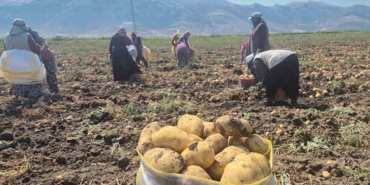Çölovası’nda patates hasadı sürüyor