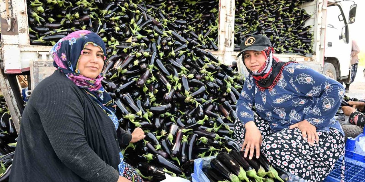 Selin yıktığı tarlada yeniden hasat sevinci