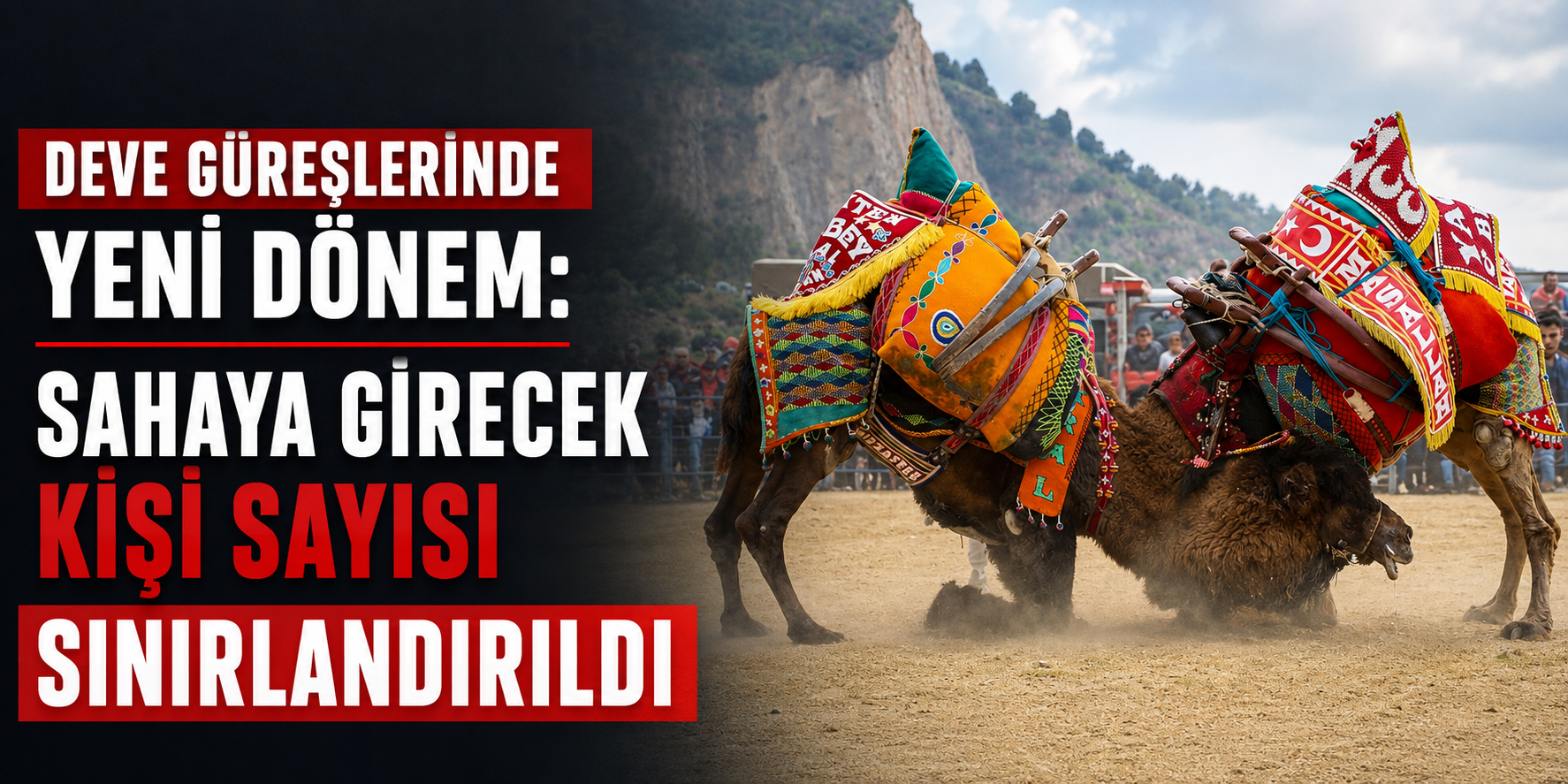 Deve güreşlerinde yeni dönem: Sahaya girecek kişi sayısı sınırlandırıldı