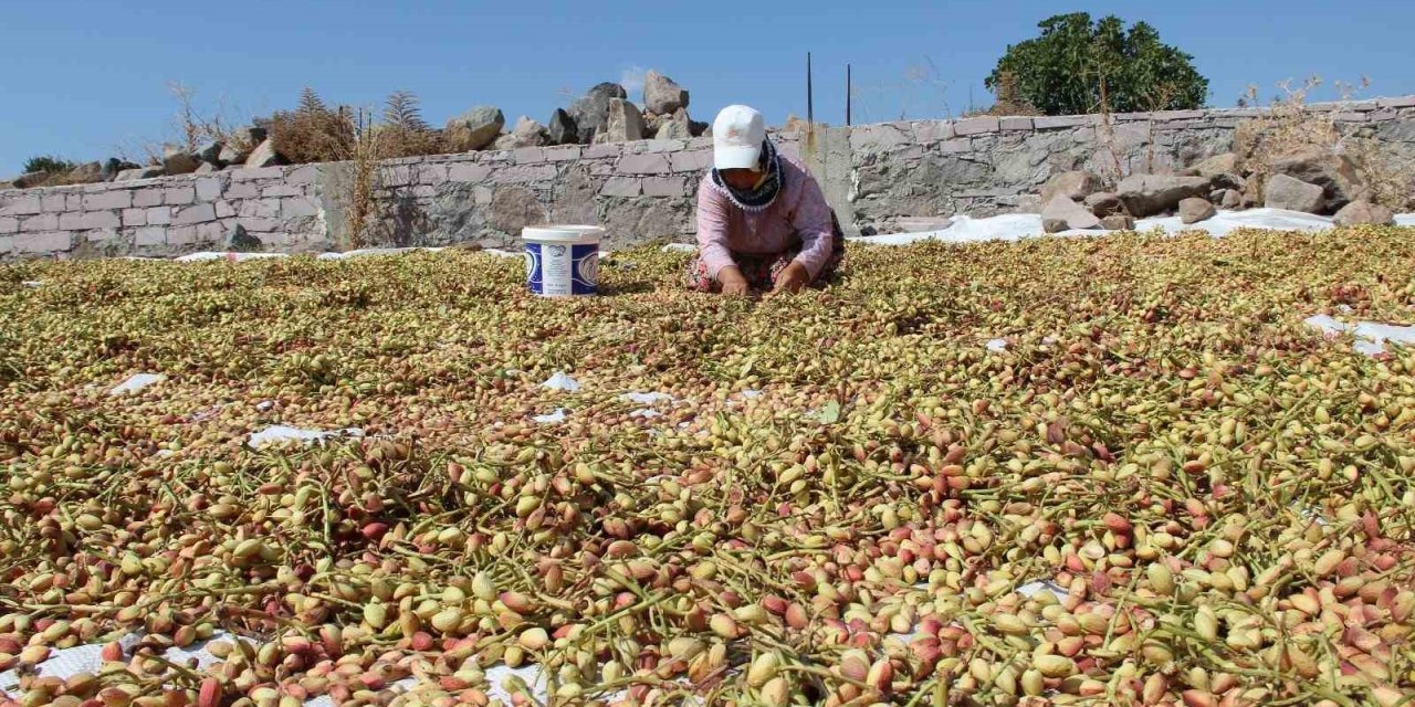 Yuntdağı fıstığı için hasat şenliği düzenlenecek