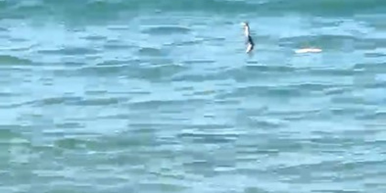 Çeşme’de denizde yılan paniği