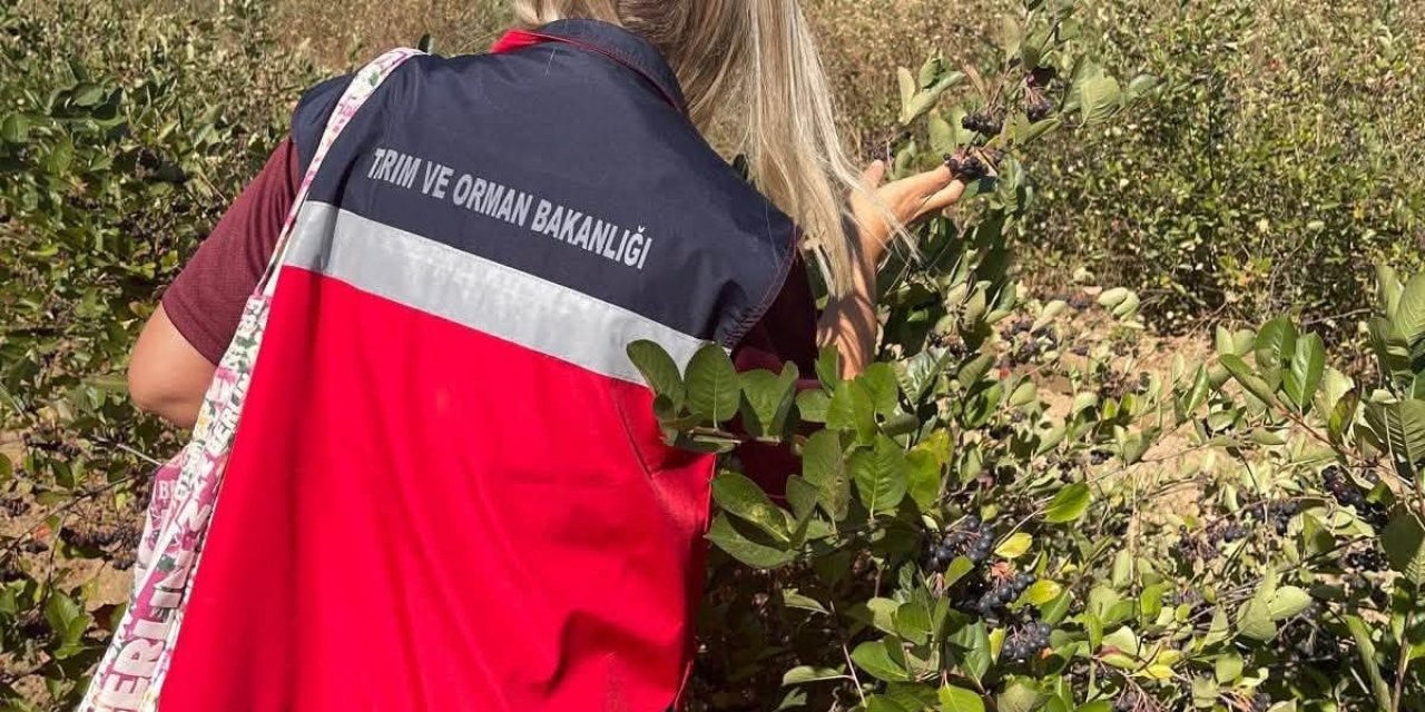 Simav’da aronya yetiştiriciliği yerinde incelendi