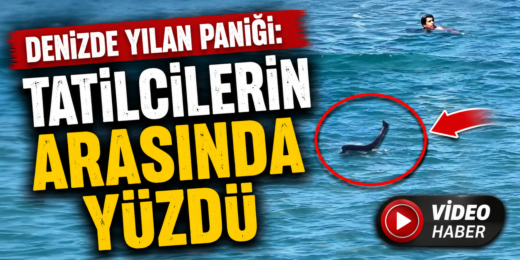 Denizde yılan paniği: Tatilcilerin arasında yüzdü
