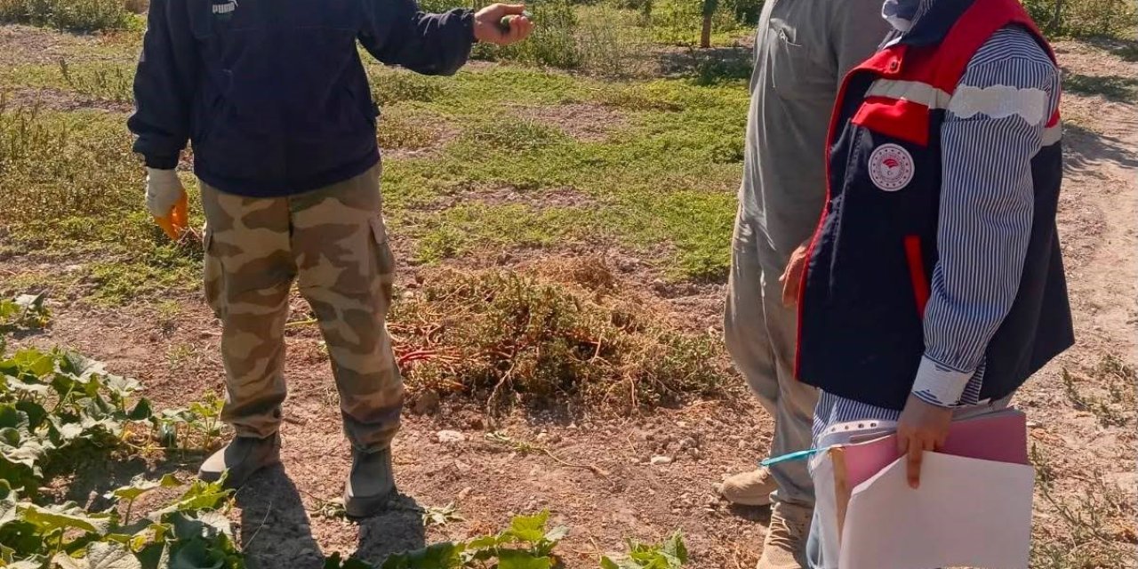 Turşuluk salatalık üretim alanlarında tarım ilacı kontrolleri sürüyor