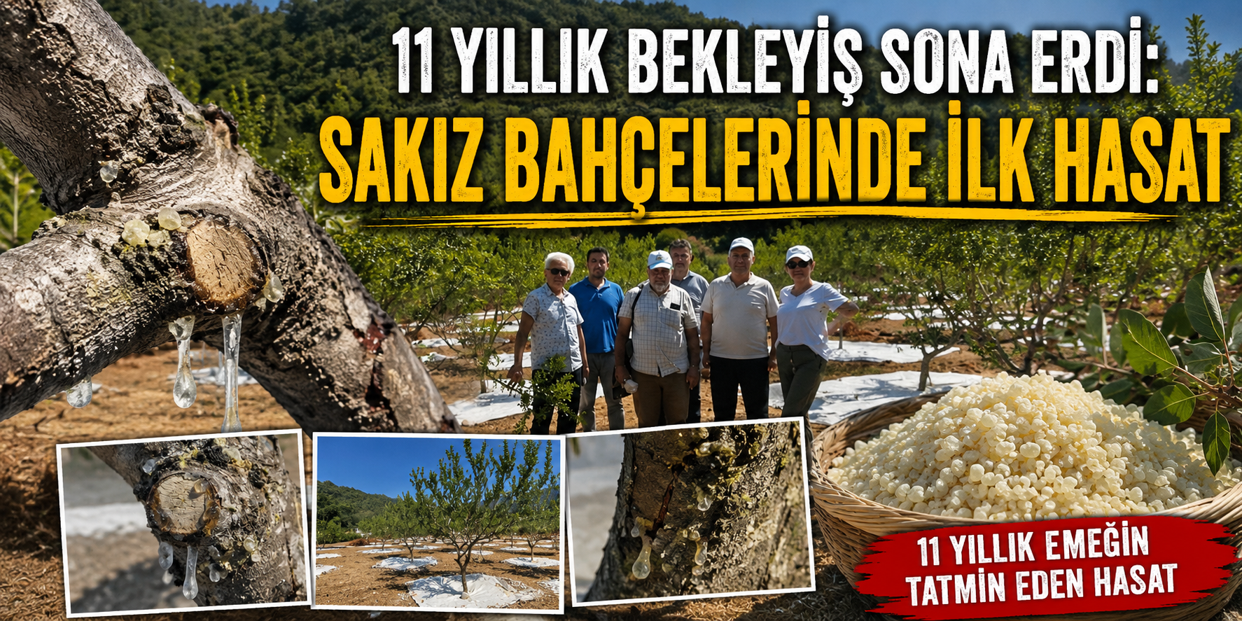 11 yıllık bekleyiş sona erdi: Sakız bahçelerinde ilk hasat