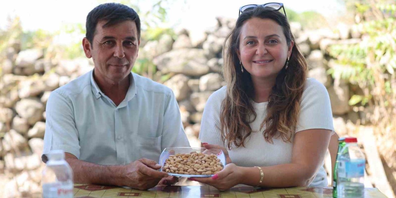 Yuntdağı’nda fıstık hasadı için geri sayım başladı