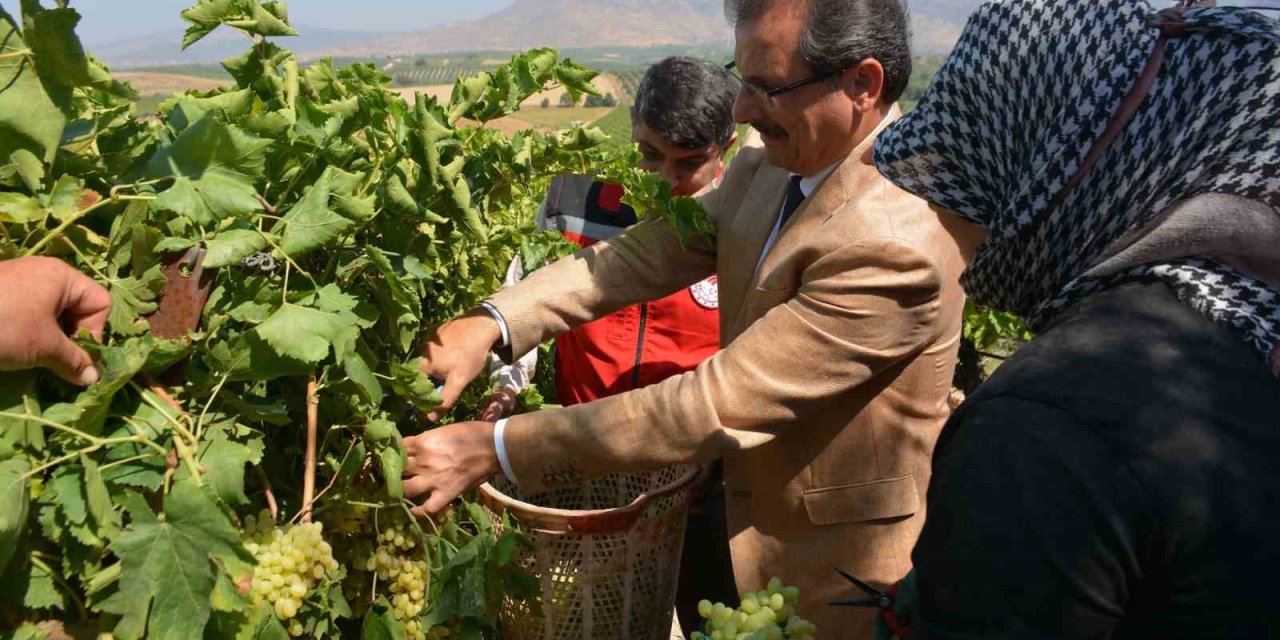 Kaymakam Güldoğan bağa girip üzüm kesti