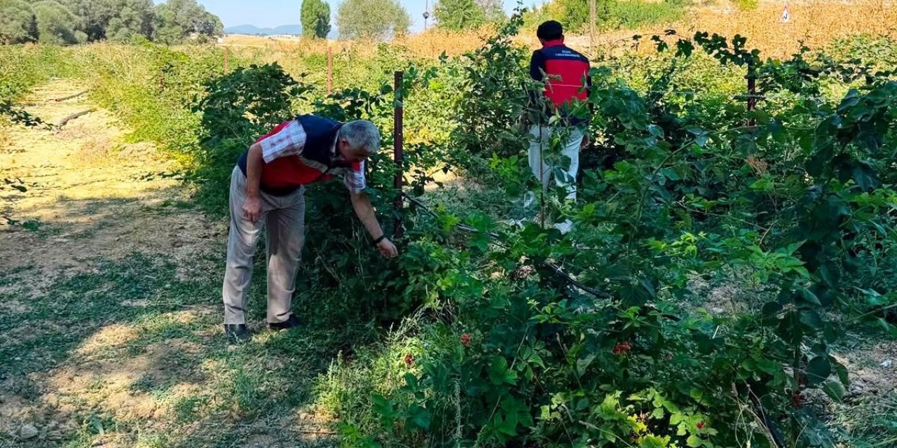 Dumlupınar Selkisaray Köyü’nde böğürtlen üretim alanı kontrol edildi