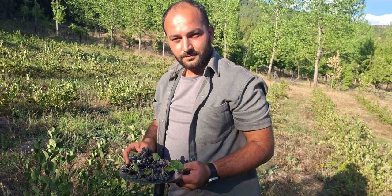 Hisarcık’ta aronya hasadı başladı