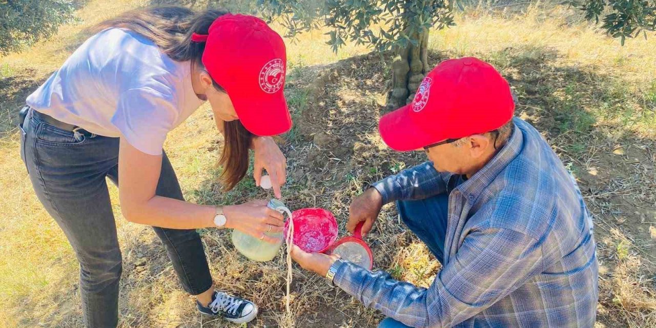 Salihli’de ‘zeytin sineği’ uyarısı