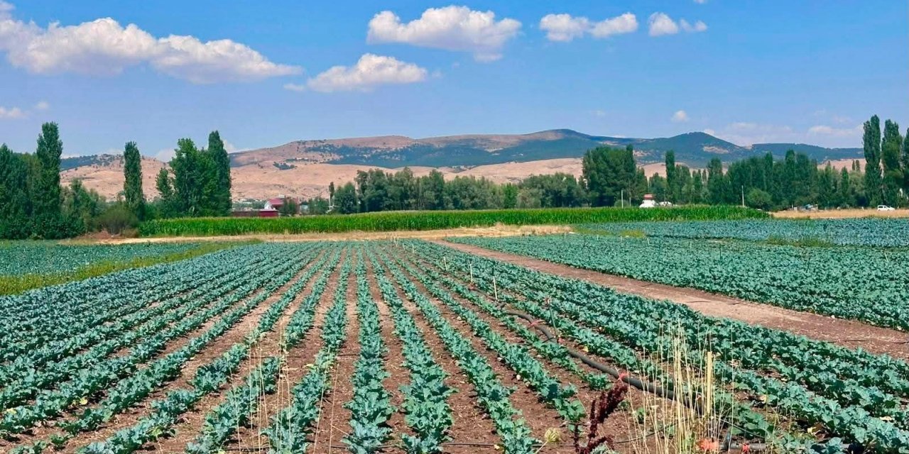 Sinanpaşa’da brokoli üretim alanlarında tarla kontrolleri gerçekleştirildi