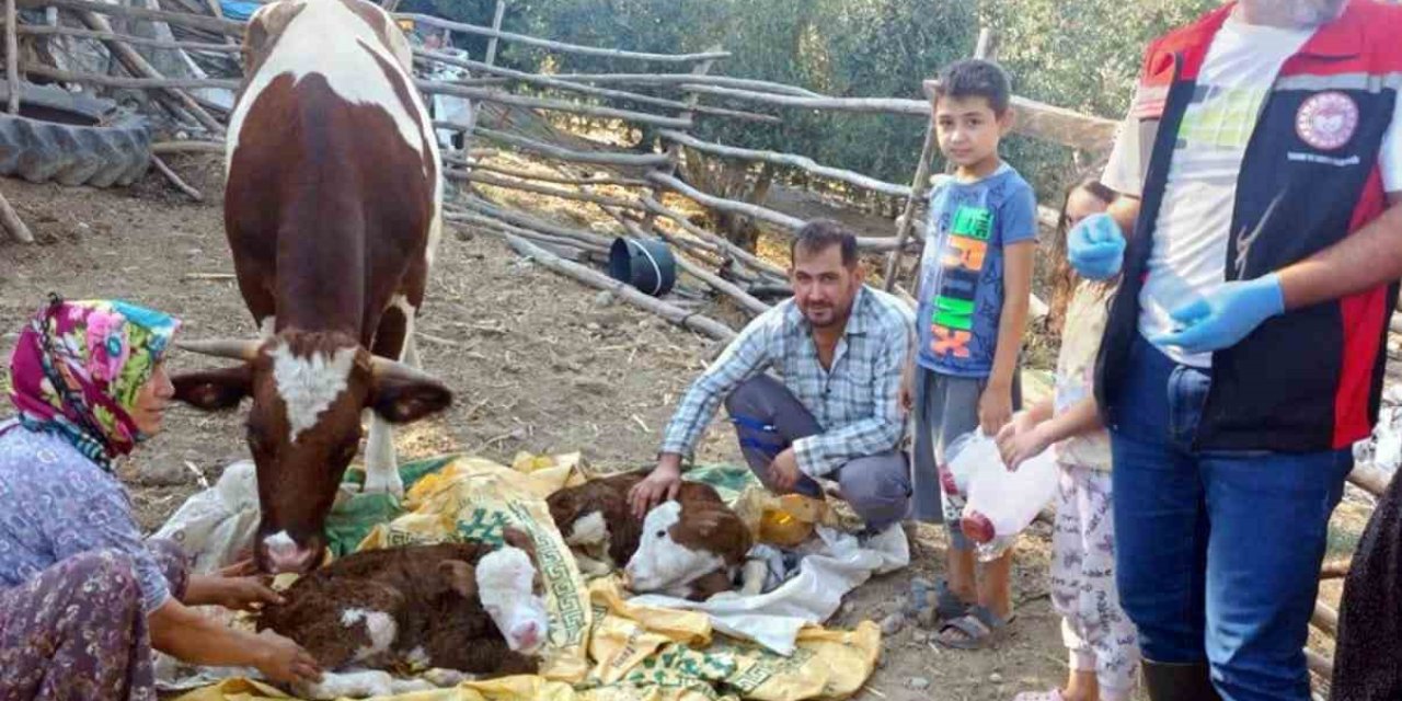 Muğla’da yeni doğan buzağılar için seferberlik