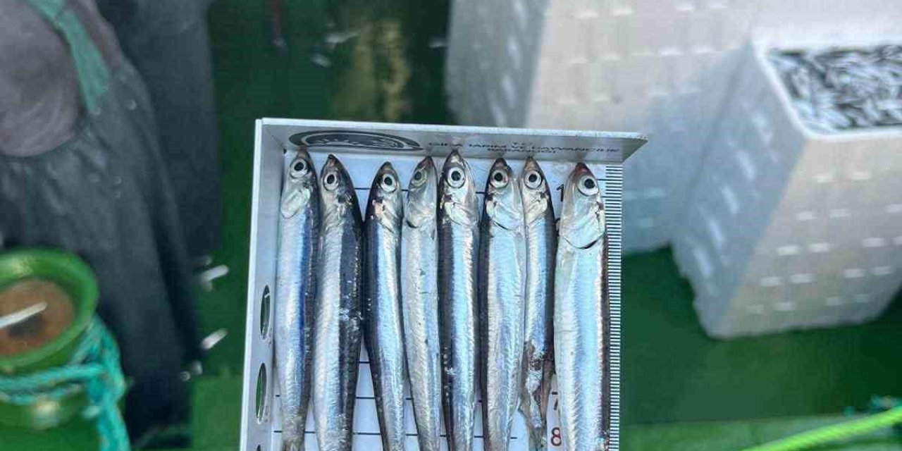 Gırgır teknelerinde balık boyu denetimi