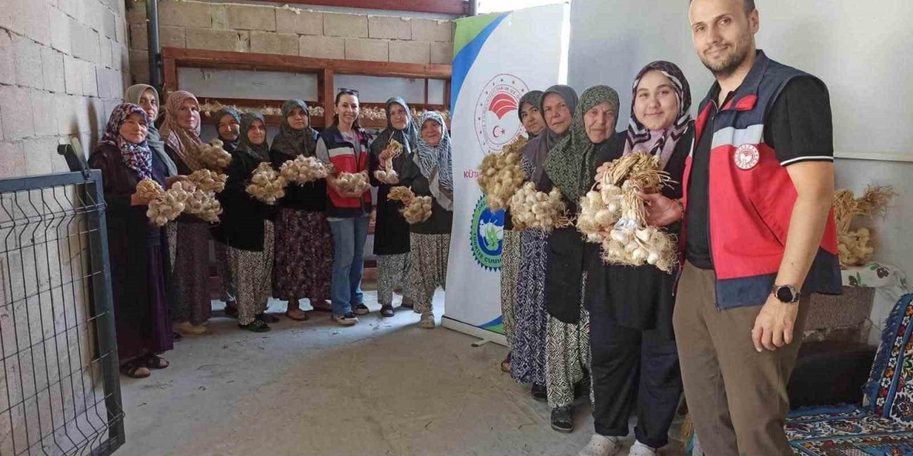 Domaniç’te sarımsak üreticilerine organik tarım desteği