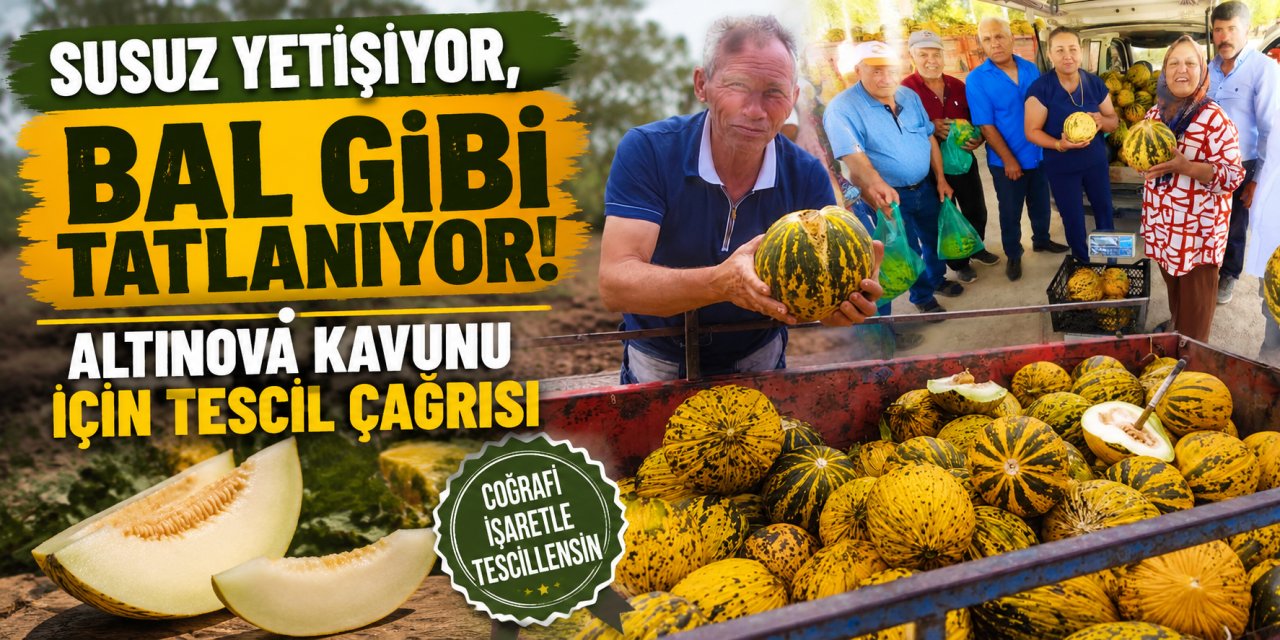 Susuz yetişiyor, bal gibi tatlanıyor: Altınova kavunu için tescil çağrısı
