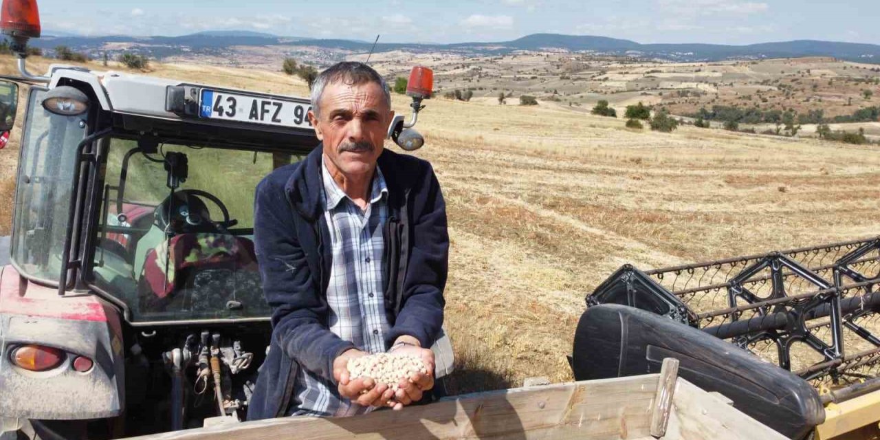 Yerli nohut çeşidinde hasat zinciri büyüyor