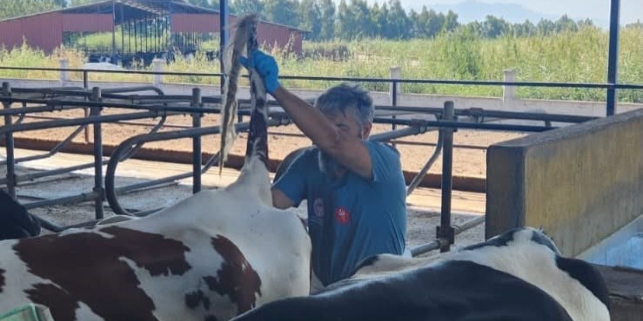 Söke’de hastalıktan ari işletmelerde rutin sağlık kontrolleri sürüyor