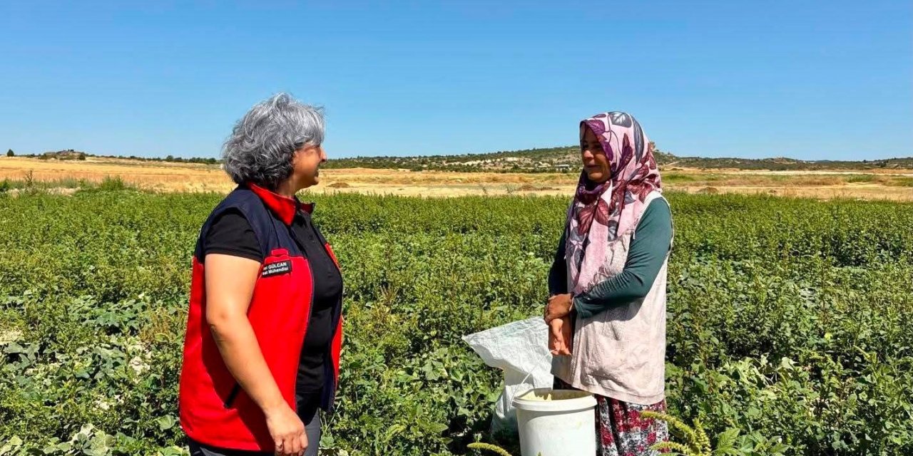 Turşuluk salatalık hasadı sürüyor
