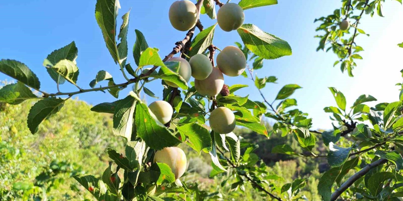 Manisa’da 138 yıllık lezzette hasat başladı