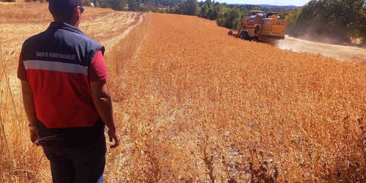 Domaniç’te aspir hasadı başladı: Üreticiye yüzde 75 hibe desteği