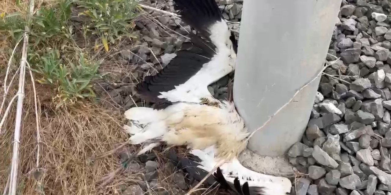 Kütahya’da çok sayıda leylek ölü bulundu