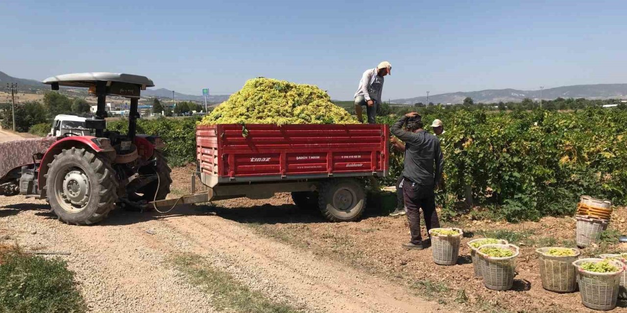 Güneyli üzüm üreticilerinden alıcılara fiyat tepkisi