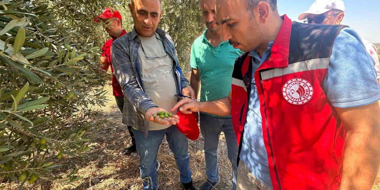 Manisa’da 2026 zeytin ve zeytinyağı rekoltesi sahada belirlenecek