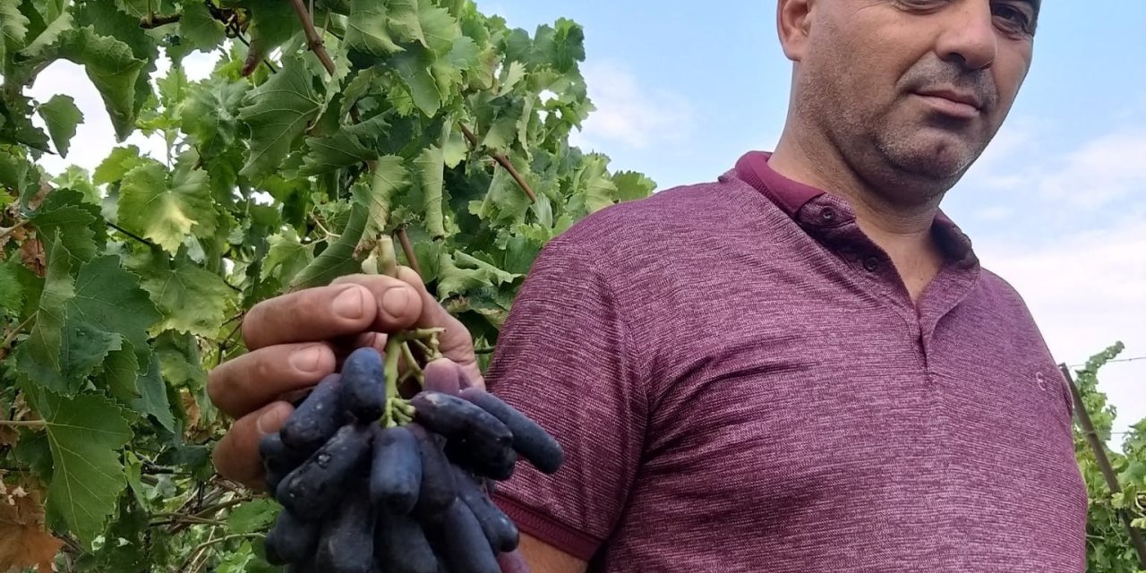 Sarıgöl’de yeni üzüm çeşidi merak uyandırdı