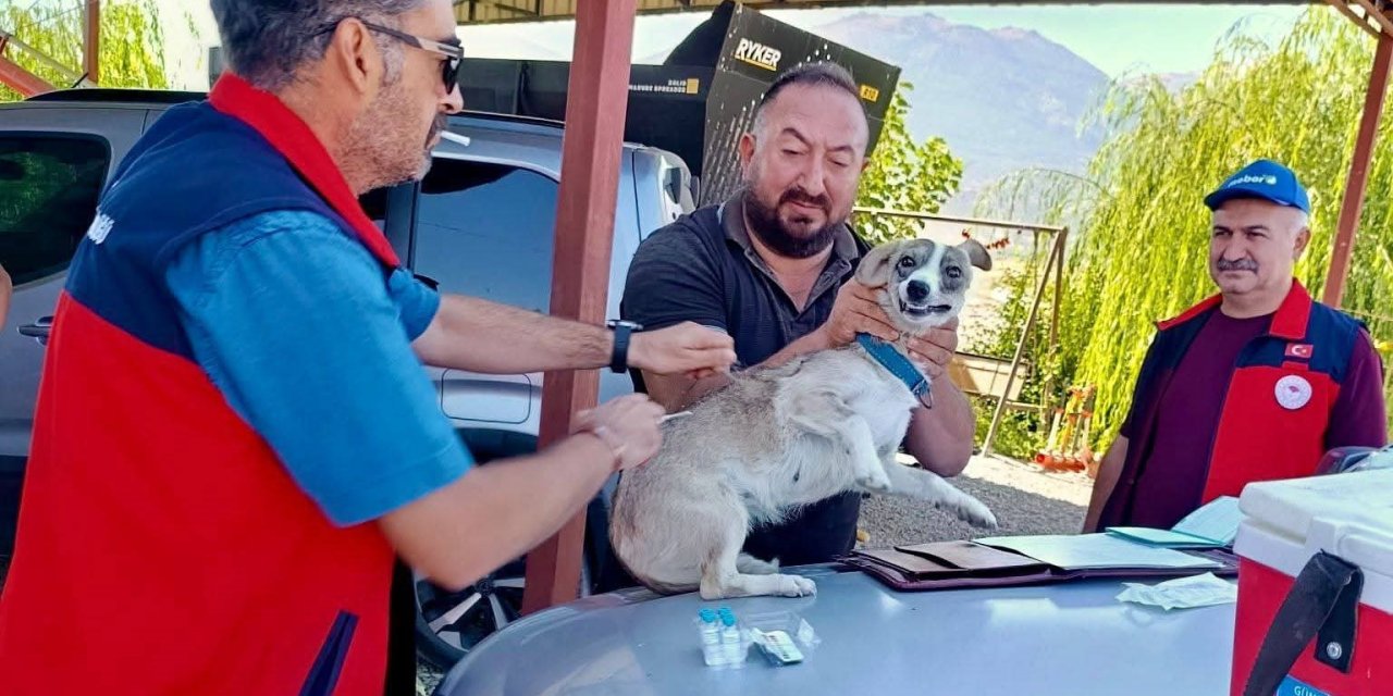 Çay’da evcil hayvanlara kimliklendirme ve kuduz aşısı yapıldı