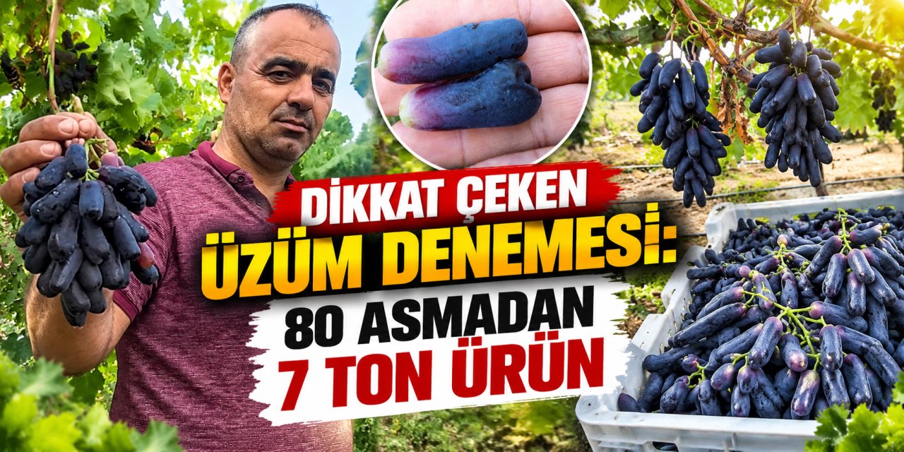 Dikkat çeken üzüm denemesi: 80 asmadan 7 ton ürün