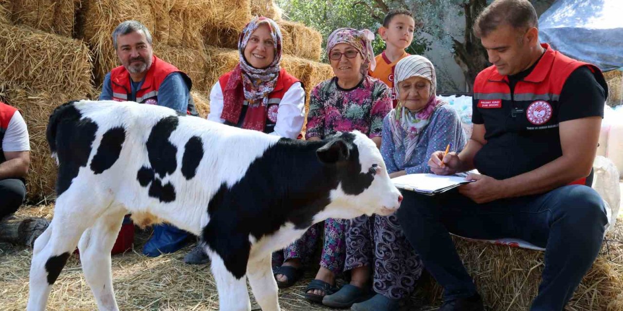 Muğla’da yeni doğan buzağı seferberliği