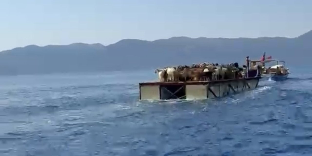 Keçilerin ’Mavi yolculuğu’ 100 yıldır sürüyor