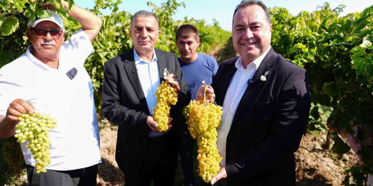 Manisa’da bağbozumu heyecanı başladı