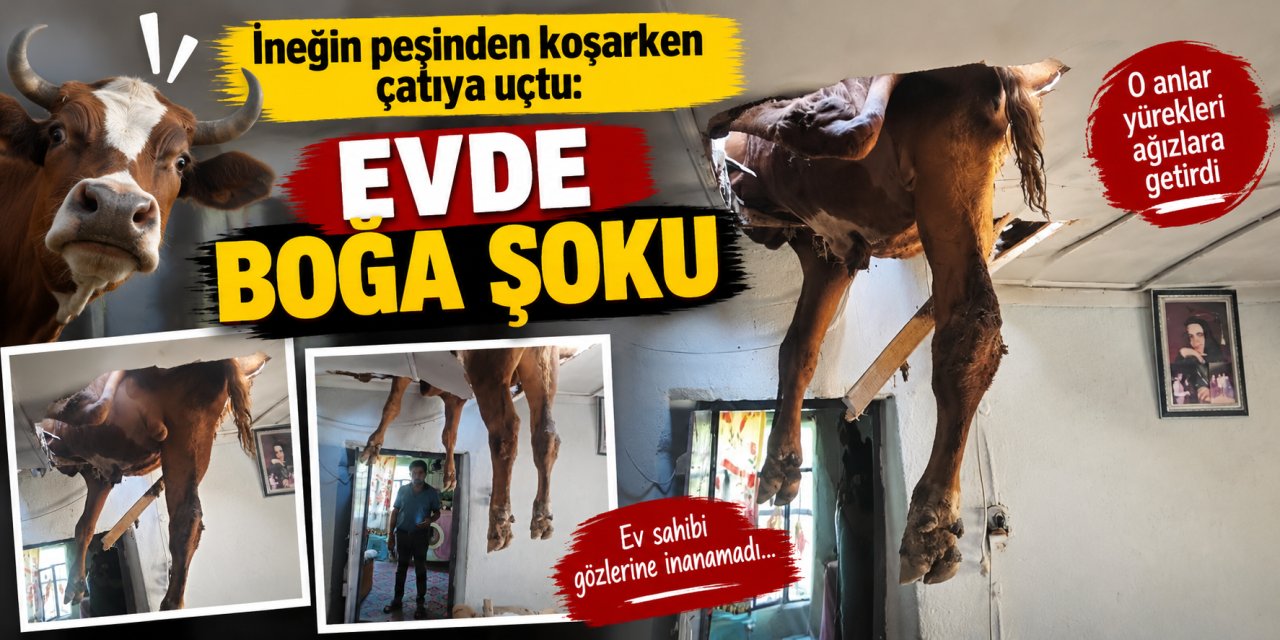 İneğin peşinden koşarken çatıya uçtu: Evde boğa şoku