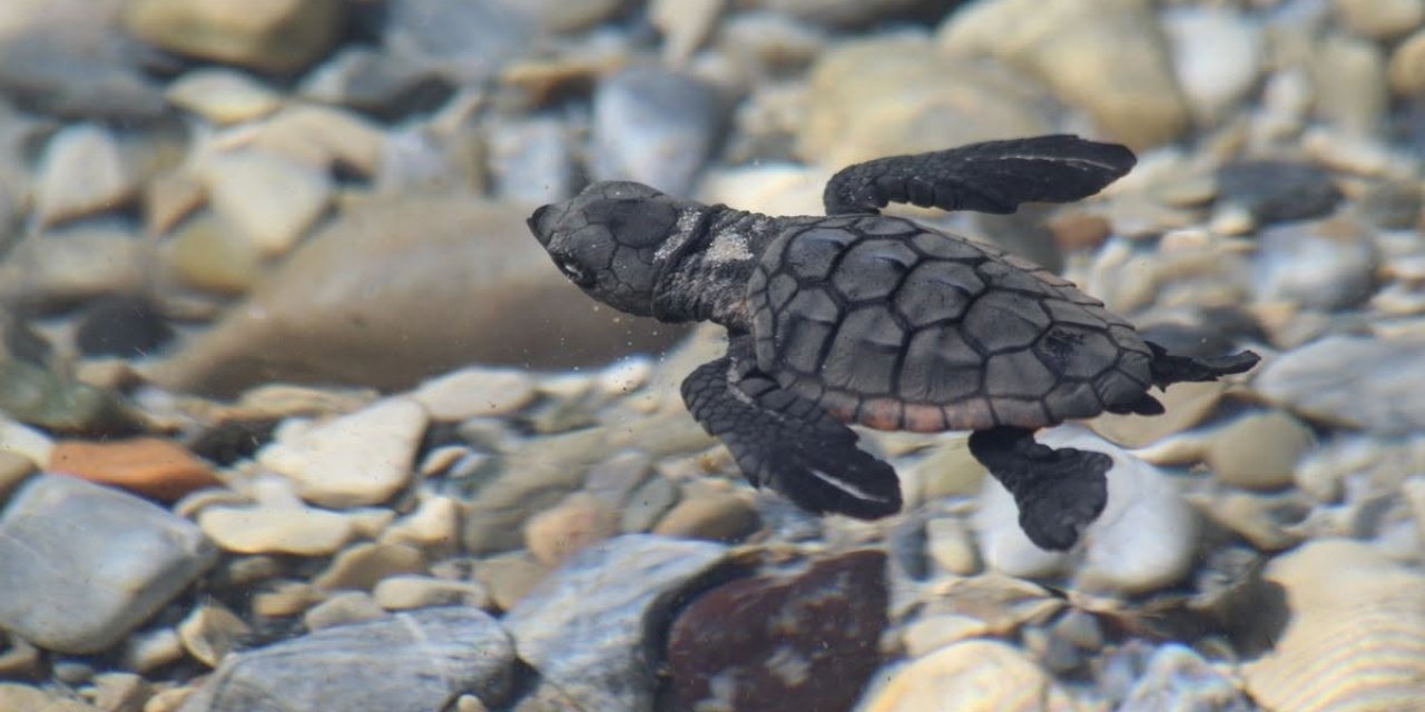 Aydın kıyılarında 214 yavru caretta denizle buluştu