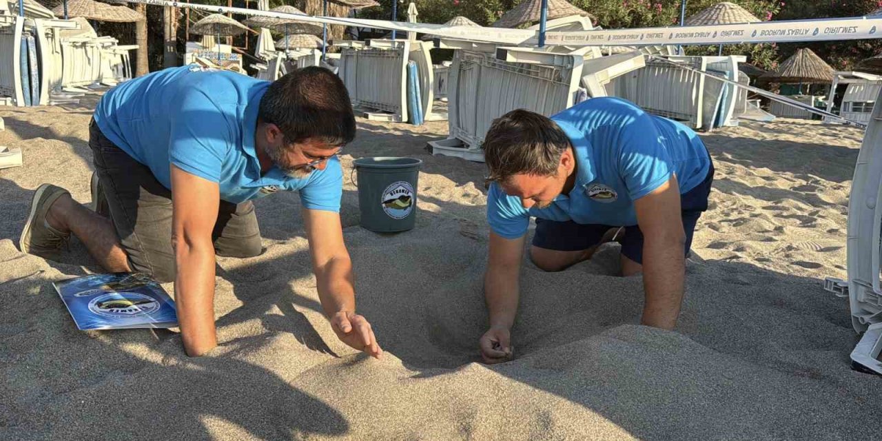 Kumsalda başlayan umut yolculuğu denizde tamamlandı: "62 caretta caretta yavrusu mavi sulara ulaştı"